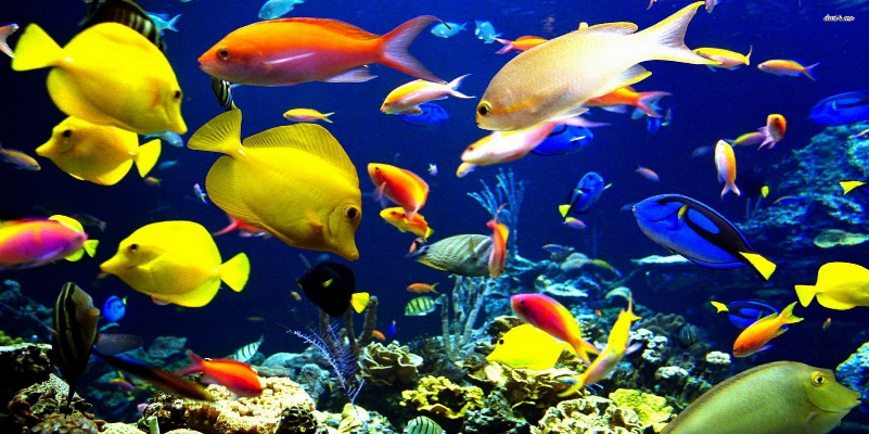 marine-aquariums-image