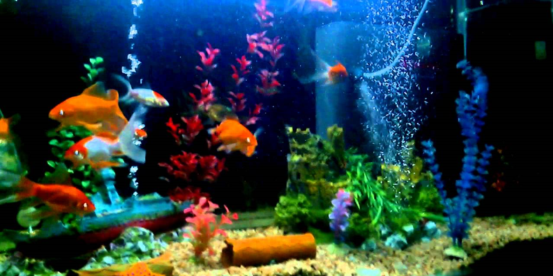 coldwater-aquarium-image