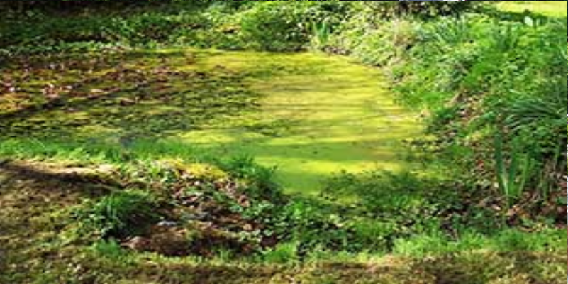 overgrown-pond-image