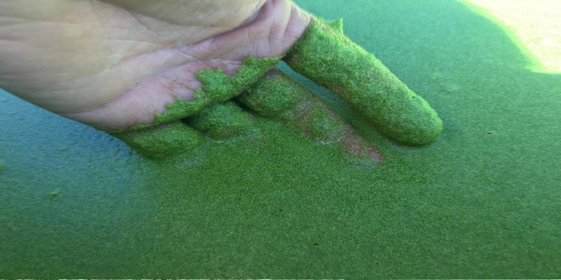 algae-covered-pond-image