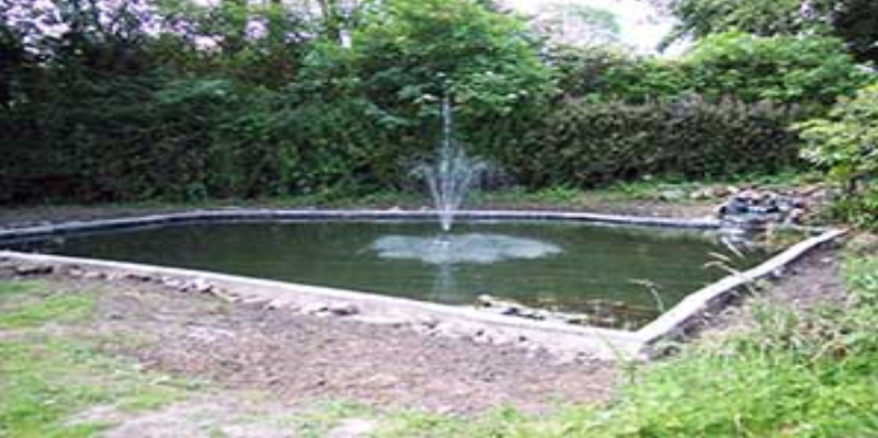 pond-after-overhaul-image